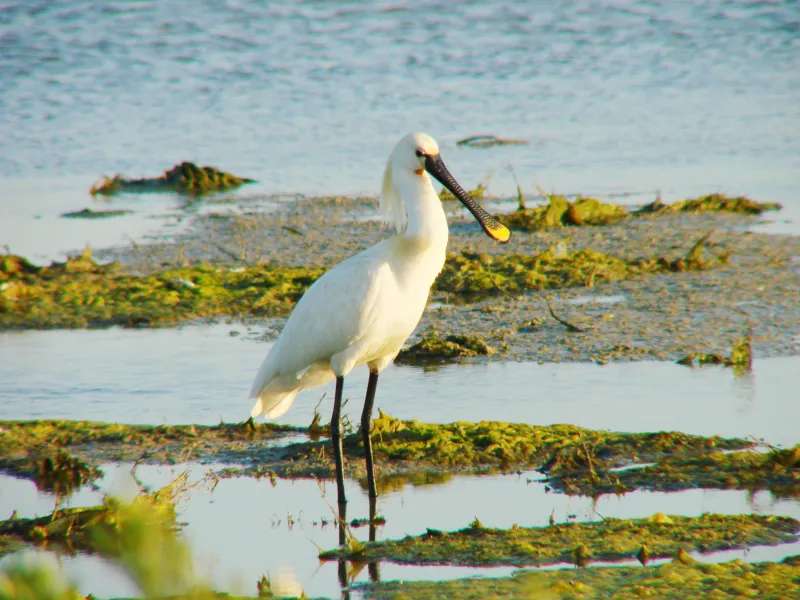 Espátula