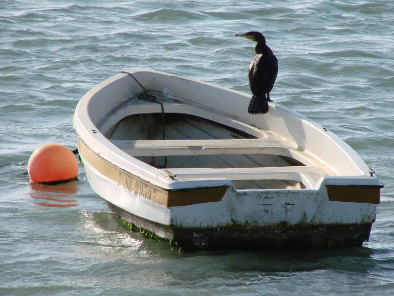 Cormorán