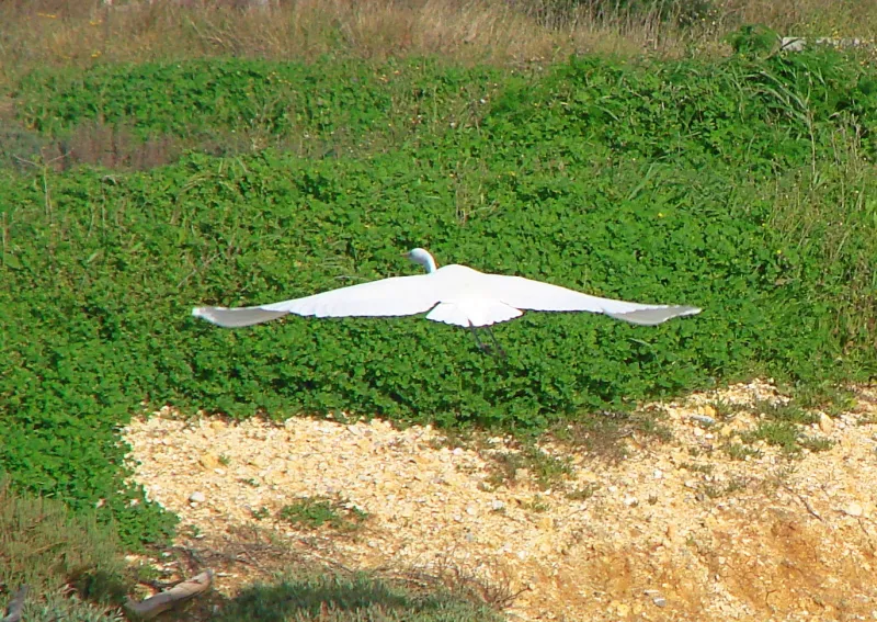 Garza
