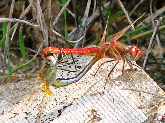 Libélula