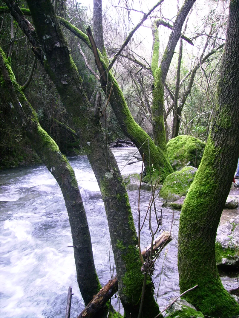 Rio Majaceite 6