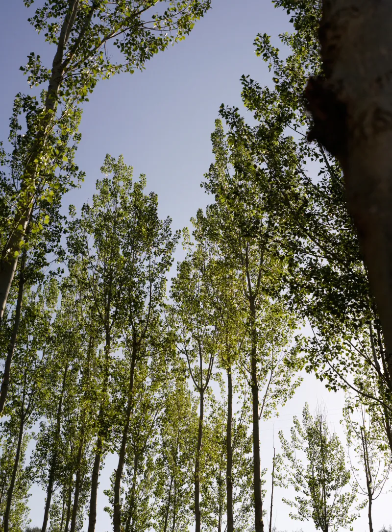 Bosque en Riofrío