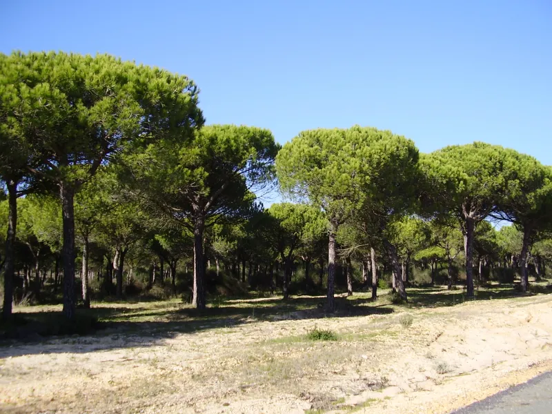 Doñana