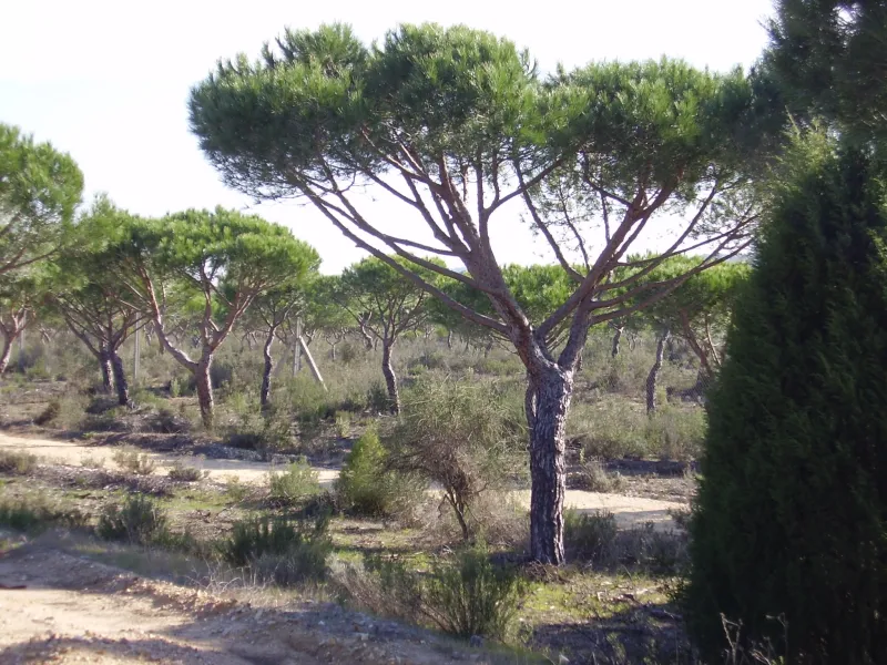 Doñana