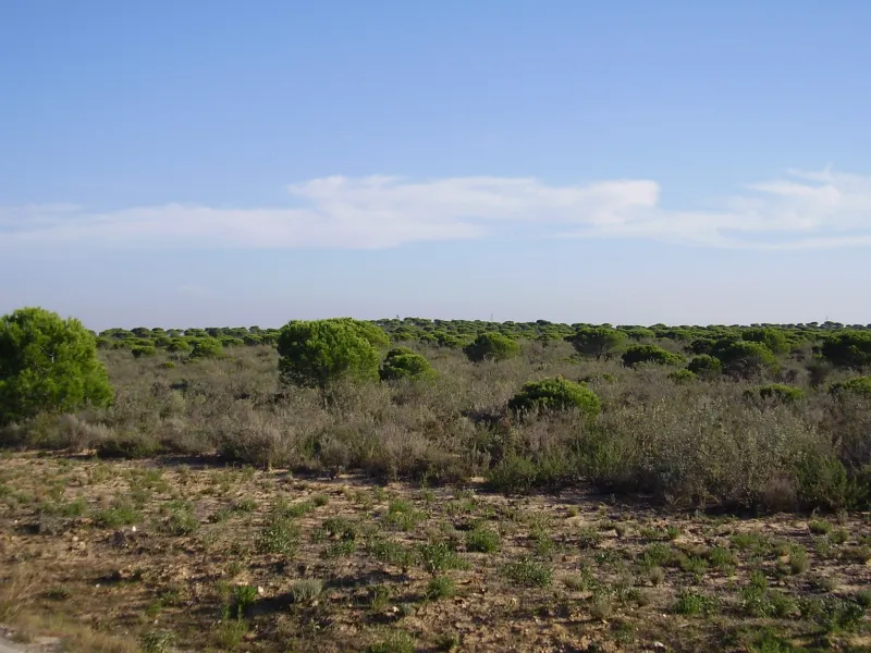 Doñana