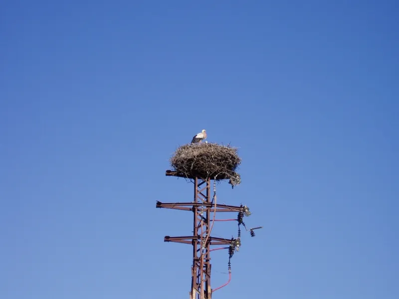 Cigueñas en Huelva