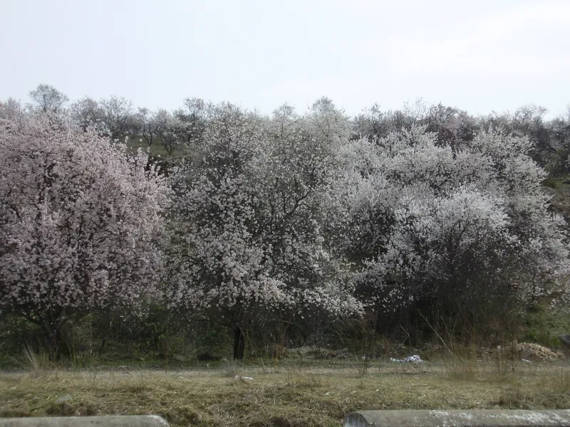 Almendros
