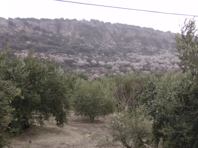 Olivos y Almendros