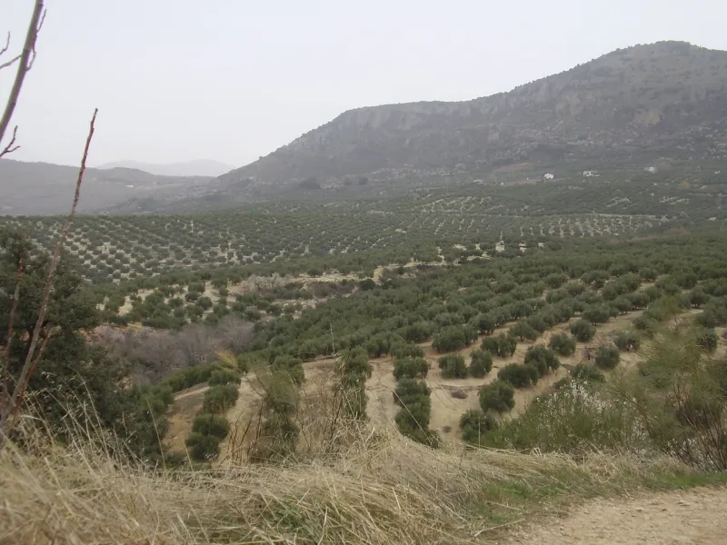 Olivar