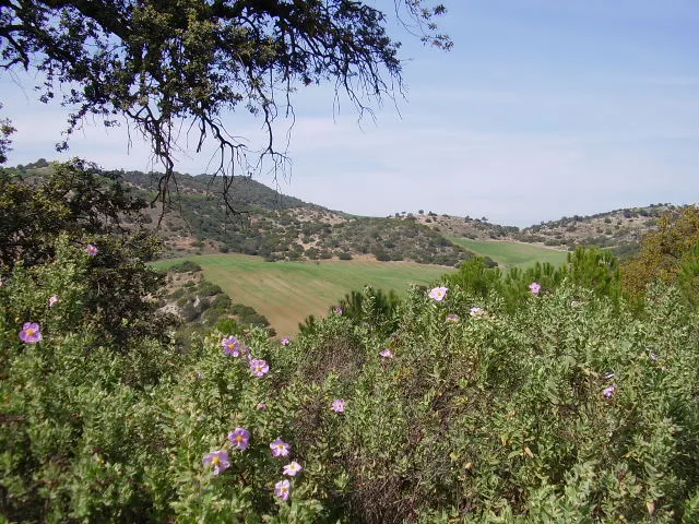 Olvera