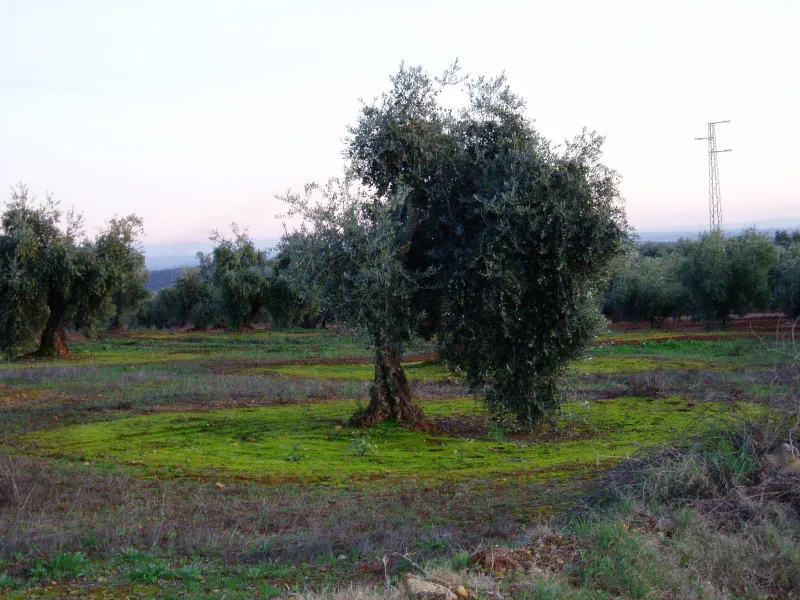 Montoro
