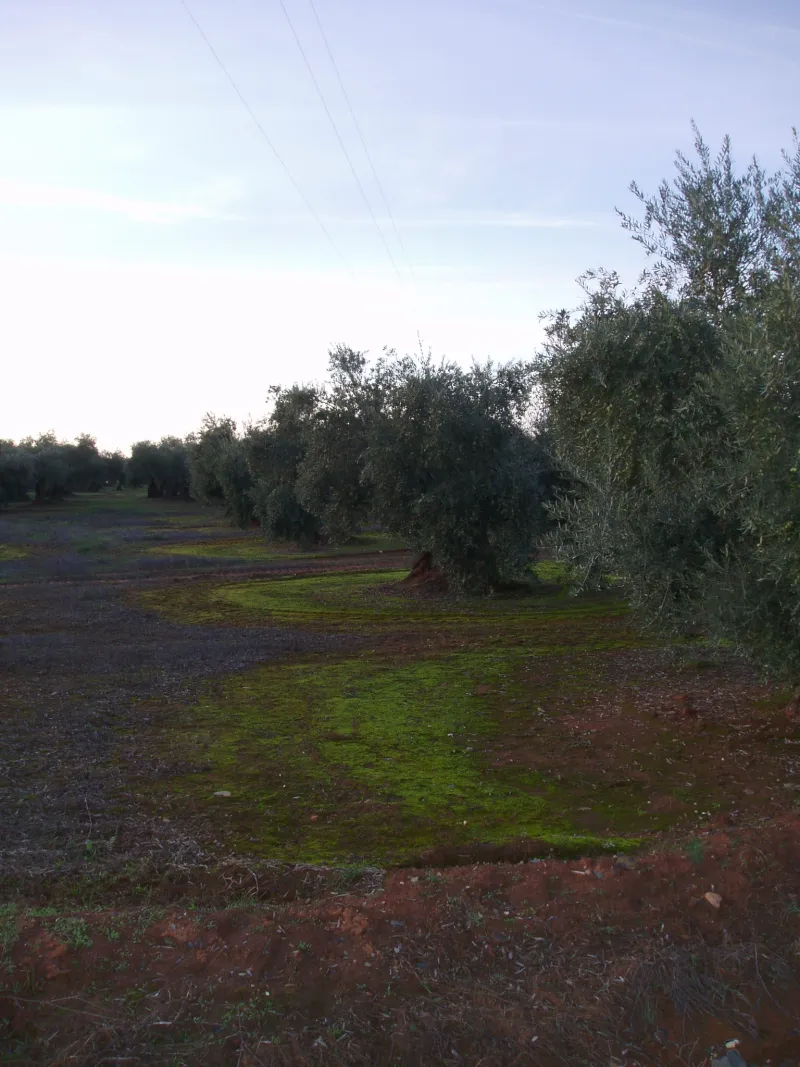 Montoro