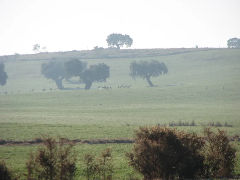 Grullas en la niebla,ruta de Belalcázar a la Colada