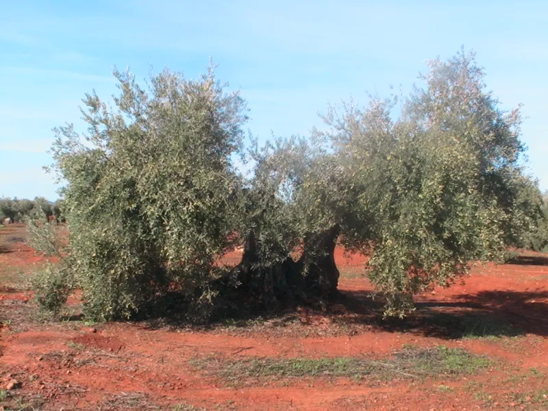 Olivo