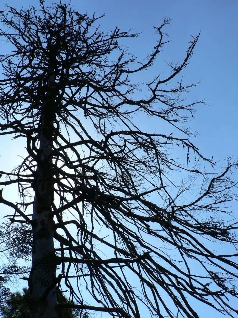 PINSAPO EN AGONIA