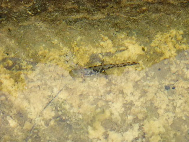 Renacuajo