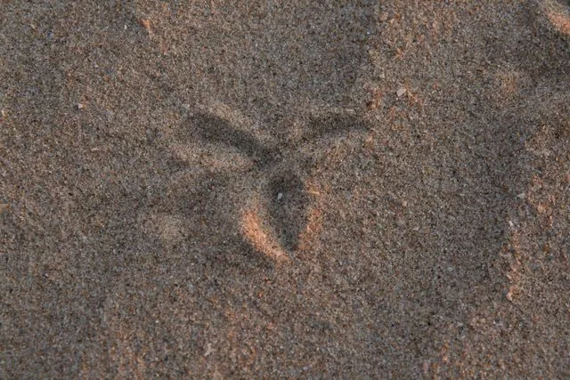 Playa Victoria
