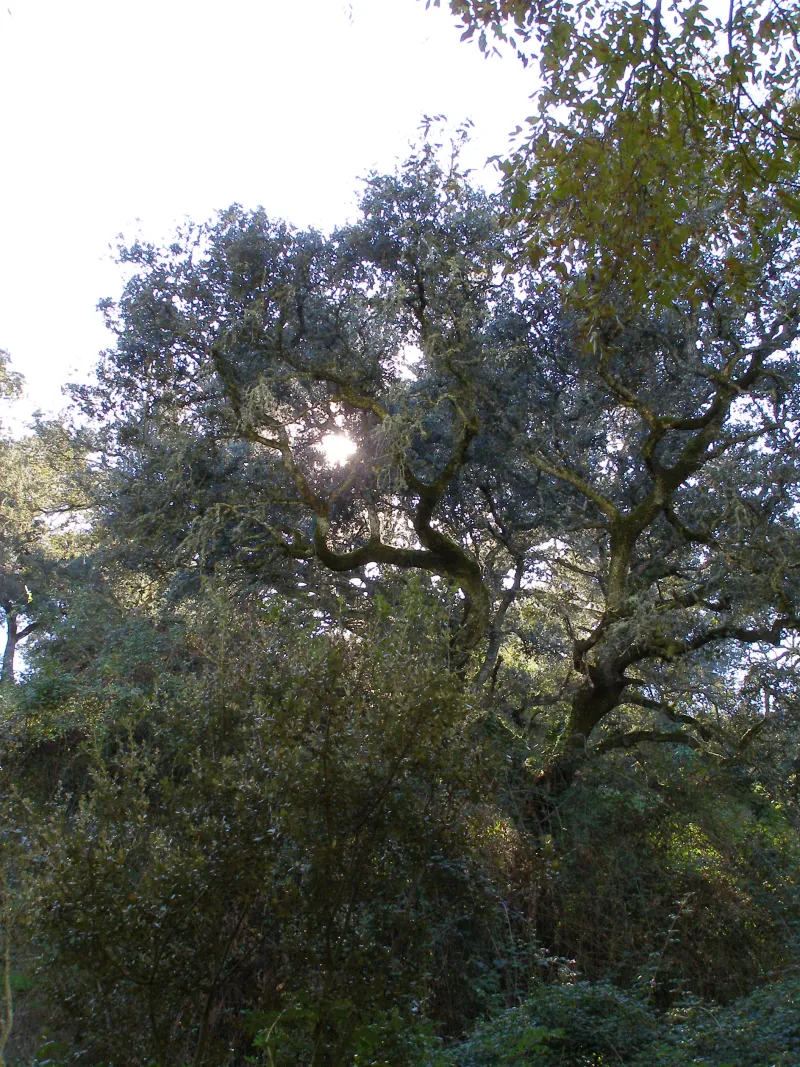 Quercus