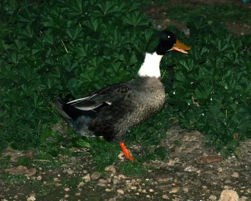 Jauja
