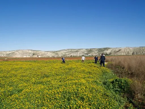 Jauja