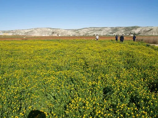 Jauja