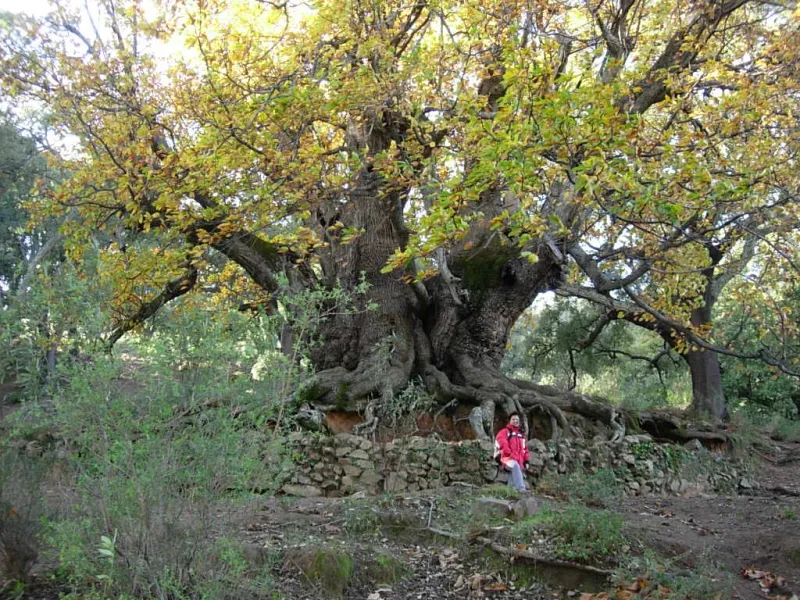 Castaño Santo