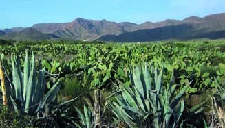 Sendero Los Genoveses