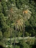 Palmeras