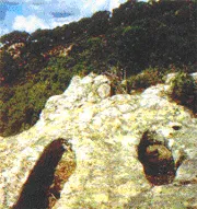 Murta