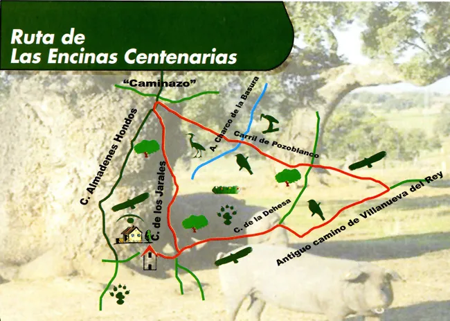 Ruta de las Encinas Centenarias (Añora)
