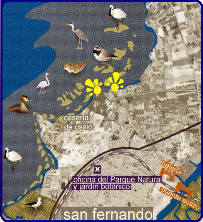 Ruta Ornitológica Playa de la Casería (San Fernando)