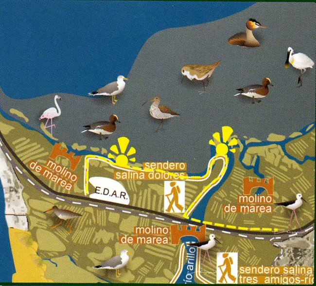 Ruta Ornitológica Salina Dolores (Cádiz)