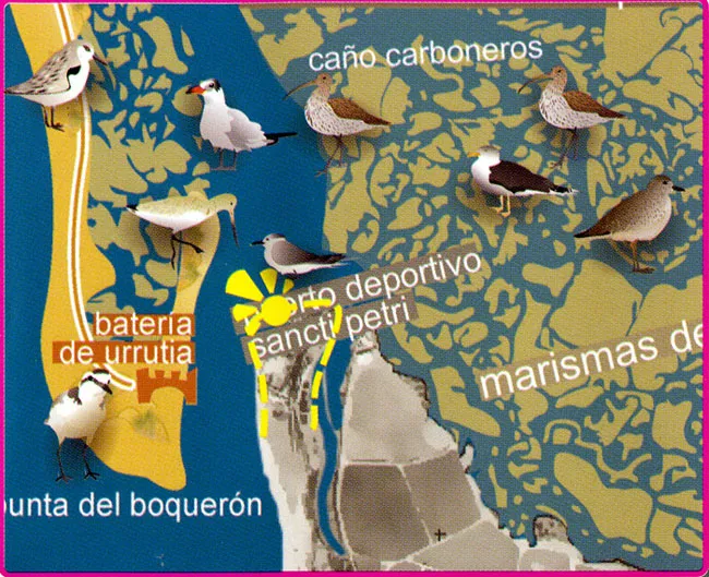 Ruta Ornitológica Poblado de Sancti Petri (Chiclana de la Frontera)
