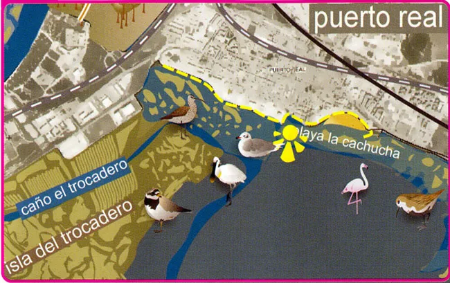 Ruta Ornitológica Paseo Marítimo (Puerto Real)