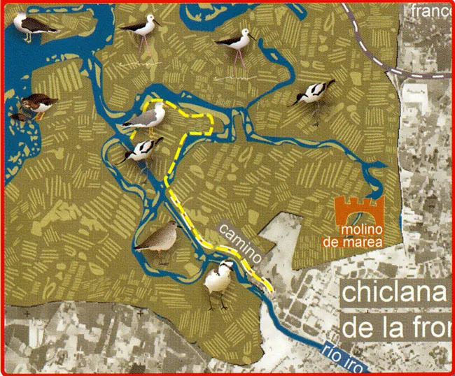 Ruta Ornitológica Salina Santa María de Bartivás (Chiclana de la Frontera)