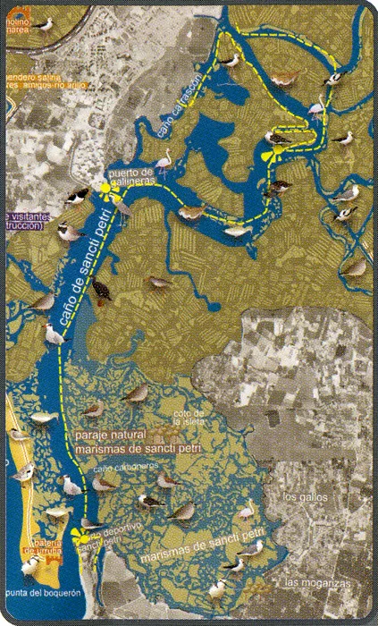 Ruta Ornitológica Caño Sancti Petri (Chiclana de la Frontera)