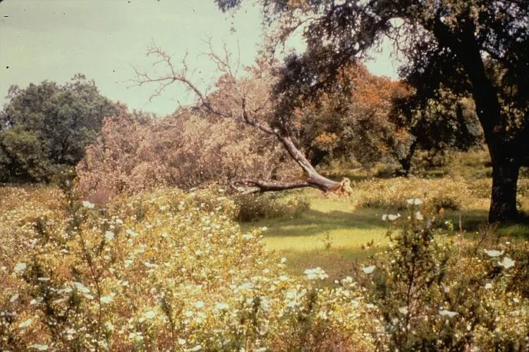 El Pedroso - Arroyo de las Cañas