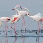 Laguna fuente de piedra