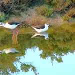 Cigüeñuela