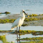 Espátula