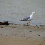 Gaviota de pata amarilla