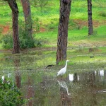 Reflejo en el Bosque Garza Comun