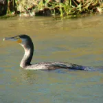 Cormorán