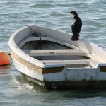 Cormorán