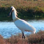 Espátula