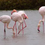 Flamencos