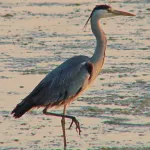 Garza real