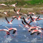 Vuelo de flamencos