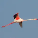 vuelo solitario 2