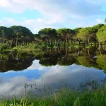 Reflejos del Pinar Chiclana (Cádiz)